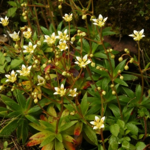 Saxifraga strigosa